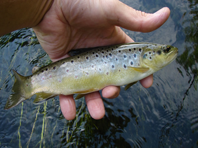 River Avon wild trout